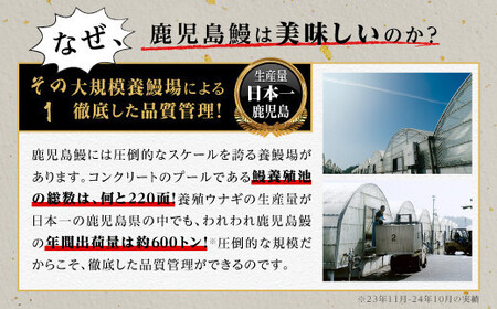 うなぎ 蒲焼 160g×5尾【鹿児島産】地下水で育てた絶品鰻｜うなぎ