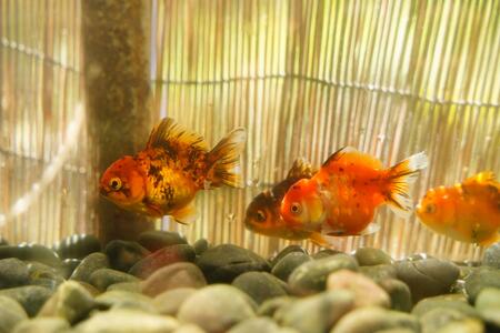 オランダショートテール　二歳魚