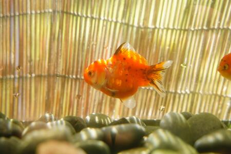 オランダショートテール　二歳魚