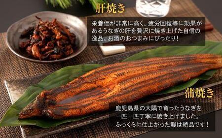 鹿児島県大隅産　特大 うなぎ 蒲焼 200g 1尾・鰻 の 肝焼き 100g×2袋 セット｜うなぎ