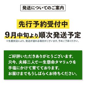タマリュウ (玉竜) ポットタイプ(80個)【生産者直送】グランドカバー