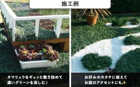 タマリュウ (玉竜) ポットタイプ(80個)【生産者直送】グランドカバー