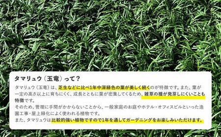タマリュウ (玉竜) ポットタイプ(80個)【生産者直送】グランドカバー