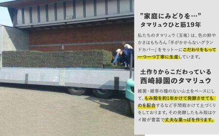 タマリュウ (玉竜) ポットタイプ(80個)【生産者直送】グランドカバー