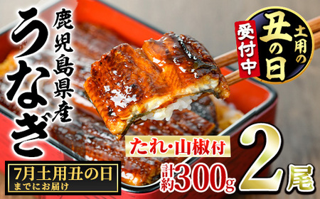 【0124326a-2607】＜土用の丑の日までにお届け＞東串良町のうなぎ蒲焼(無頭)(2尾・計約300g・タレ、山椒付)うなぎ 高級 ウナギ 鰻 丑の日 国産 蒲焼 蒲焼き たれ 国産 九州産 鹿児島県産 ふるさと 人気 【アクアおおすみ】