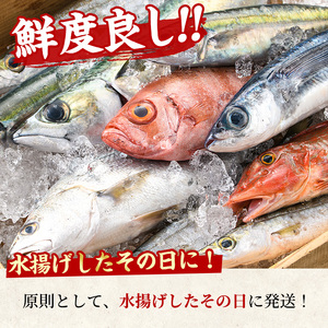 【0193206a】＜数量限定＞鮮度が命！鮮魚問屋が厳選した『早い者勝ち！！200個限定あじBOX』(10～20尾・総量2kg) アジ 鯵 魚 魚介類 鮮魚 海鮮 煮つけ 塩焼き フライ【江川商店】