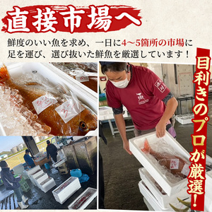 【0193206a】＜数量限定＞鮮度が命！鮮魚問屋が厳選した『早い者勝ち！！200個限定あじBOX』(10～20尾・総量2kg) アジ 鯵 魚 魚介類 鮮魚 海鮮 煮つけ 塩焼き フライ【江川商店】