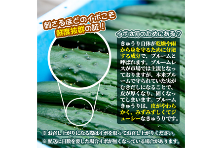 鹿児島県産 みずみずしい白いぼきゅうりを豚味噌で味わえるセットd きゅうり30本 黒豚みそ250g 1個 黒豚みそピリ辛250g 1個 吉ヶ崎農園 鹿児島県東串良町 ふるさと納税サイト ふるなび