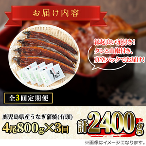 【090902b】＜定期便・全3回＞大隅産うなぎの蒲焼 (計2400g・(200g×4尾)×3回・有頭)うなぎ 高級 ウナギ 鰻 国産 蒲焼 蒲焼き たれ 鹿児島【永峯うなぎ店】