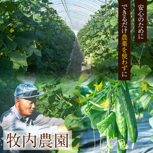 【0113907a】愛情たっぷり！牧内農園の白いぼきゅうり(計5kg・小分けパック) 野菜 やさい サラダ 胡瓜 キュウリ 漬物 ピクルス 小分け 大容量 期間限定 【牧内農園】