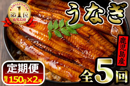 【50666】《定期便・全5回お届け》鹿児島県産!地下天然水で育てた特上うなぎ1.5kg(150g×2尾×5回)1尾ずつ真空パックで!【財宝】