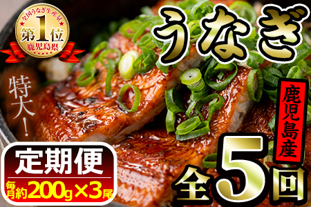 【100674】《定期便・全5回お届け》鹿児島県産!地下天然水で育てた特大うなぎ3kg(200g×3尾×5回)1尾ずつ真空パックで!【財宝】