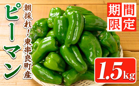 【0085929a】＜期間限定＞物産館おススメ！東串良町産 朝採れピーマン(1.5kg) ピーマン 野菜 やさい ぴーまん 新鮮 常温 常温保存 【東串良物産館ルピノンの里】