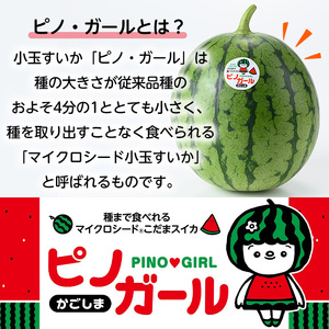 【0325001b】《2026年5月以降発送》＜定期便・全2回＞小玉すいか・ピノ・ガール(2玉×2回・計8kg以上) 果物 果実 フルーツ スイカ ピノガール 数量限定 期間限定 定期便 5月 6月 【宮内農園】