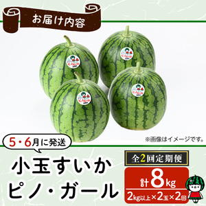 【0325001b】《2026年5月以降発送》＜定期便・全2回＞小玉すいか・ピノ・ガール(2玉×2回・計8kg以上) 果物 果実 フルーツ スイカ ピノガール 数量限定 期間限定 定期便 5月 6月 【宮内農園】