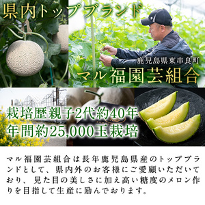 【0281115a-F】＜父の日ギフト・数量限定＞高級アールスメロン(大玉2玉・計3.4kg以上、黄色バラ付(造花)付) メロン フルーツ 果物 果実 1キロ 数量限定 期間限定 贈答 贈り物 父の日【マル福園芸組合】