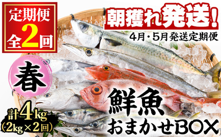 【0301101b】＜定期便・全2回(4月・5月)＞「春の鮮魚BOX」朝獲れ発送！鮮魚問屋が厳選したおまかせ鮮魚(約2kg程度×2回) 魚 魚介類 鮮魚 海鮮 詰め合わせ セット 刺身 天ぷら 煮つけ 塩焼き【江川商店】