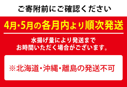 0301101b】＜定期便・全2回(4月・5月)＞「春の鮮魚BOX」朝獲れ