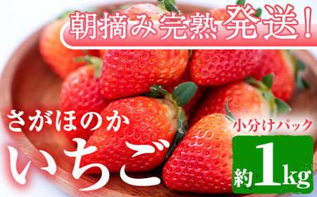 【0123903a】朝摘み完熟発送！牧内農園のさがほのか(4パック・約1kg) 苺 イチゴ フルーツ 果物 果実 数量限定 期間限定【牧内農園】