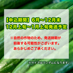 【0113904a】牧内農園の白いぼきゅうり(計5kg・小分けパック) 野菜 やさい サラダ 胡瓜 キュウリ 漬物 ピクルス 小分け 大容量 期間限定【牧内農園】