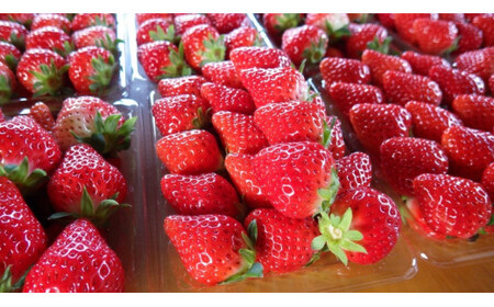 No.1400-2 横原さんちのいちご 『 さがほのか 』 約1kg