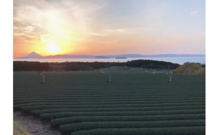 No.1020-1 深蒸し茶 大滝みどり