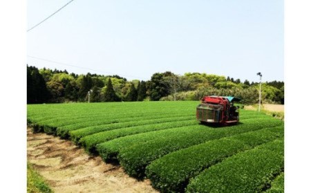 No.2028-1 バラエTEAセット