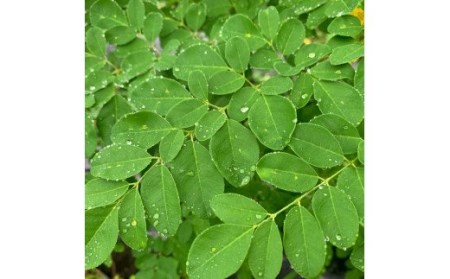 No.2086-2【鹿児島モリンガ100%】モリンガパウダー