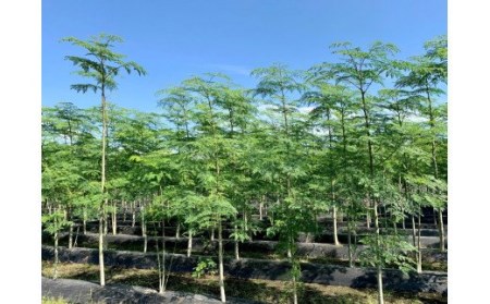 No.038-2 モリンガパウダー・モリンガ青汁(おためしセット)