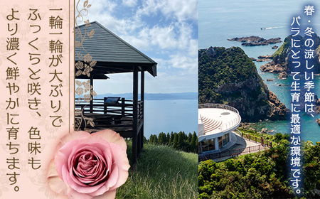 【人気の春・冬薔薇をお届け】 ばら農家直送 ！ バラ花束15本以上お届け(赤系) 【ギフト対応可】  ≪2026年1月1日～8日 日付指定不可≫ TB-9│ローズ 新鮮 花 フラワー 花束 ばら 薔薇 バラ 誕生日 記念日 結婚祝い ギフト プレゼント お祝い 贈り物 贈答 鹿児島県 南大隅町 富田バラ園