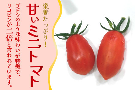 《期間限定》田淵さんちの美味しい ミニトマト シュガープラム（約700g）GP-1｜鹿児島県 南大隅 産地直送 旬 とまと トマト ミニトマト リコピン 完熟 甘い 高糖度 野菜 やさい 送料無料