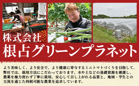 《期間限定》田淵さんちの美味しい ミニトマト シュガープラム（約700g）GP-1｜鹿児島県 南大隅 産地直送 旬 とまと トマト ミニトマト リコピン 完熟 甘い 高糖度 野菜 やさい 送料無料