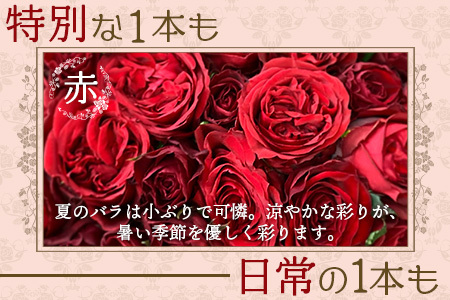 【先行予約・夏季限定 薔薇】ばら農家直送!バラ花束40本以上お届け(赤系) 【ギフト対応可】TB-5│ローズ 新鮮 花 フラワー 花束 ばら 薔薇 バラ 誕生日 記念日 結婚祝い ギフト プレゼント お祝い 贈り物 贈答 鹿児島県 南大隅町 富田バラ園