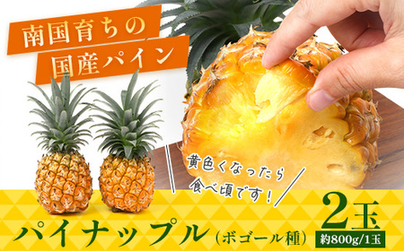 【先行受付】パイナップル/ボゴール種 (約800g×2玉) ≪2026年7月下旬以降順次発送≫ DS-004 |パイン パイナップル パインアップル フルーツ ボゴールパイン スナックパイン 産地直送 送料無料 鹿児島県 南大隅町 株式会社デラセーラ