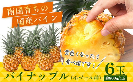 【先行受付】パイナップル/ボゴール種 (約800g×6玉) ≪2026年7月下旬以降順次発送≫ DS-1 ｜パイン パイナップル パインアップル フルーツ ボゴールパイン スナックパイン 産地直送 送料無料 鹿児島県 南大隅町 株式会社デラセーラ