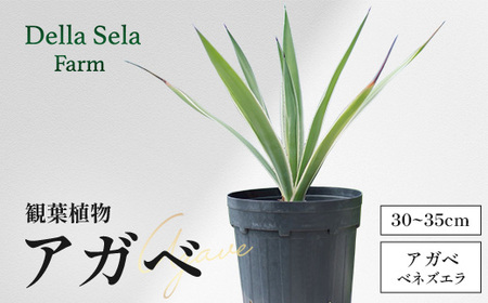 アガベ 約30cm～35cm/白閃光(ハクセンコウ) DS-3｜多肉植物 観葉植物 ガーデニング インテリア モダン 北欧風 国産 育てやすい 送料無料 鹿児島県 南大隅町 株式会社デラセーラ 10,080円