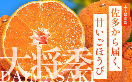 【数量限定】【今が旬！訳あり！】大将季　約3㎏（10玉～12玉） MS-2｜数量限定 柑橘 みかん ミカン 蜜柑 果物 生果 旬 フルーツ くだもの 国産 産地直送 家庭用 佐多岬