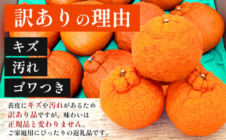 【数量限定】【今が旬！訳あり！】大将季　約3㎏（10玉～12玉） MS-2｜数量限定 柑橘 みかん ミカン 蜜柑 果物 生果 旬 フルーツ くだもの 国産 産地直送 家庭用 佐多岬