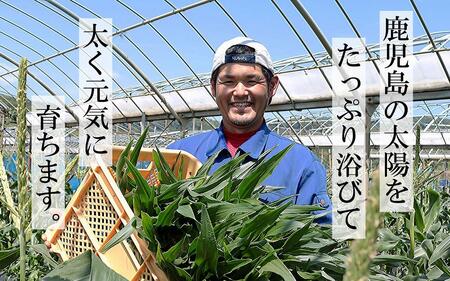 数量限定 ヒゲまで美味しい 皮つき ヤングコーン 30本 ★2024年4月下旬以降発送★ ベビーコーン | 期間限定 ヤングコーン 野菜 鹿児島県産 ゴールドラッシュ ヤングコーン ベビーコーン