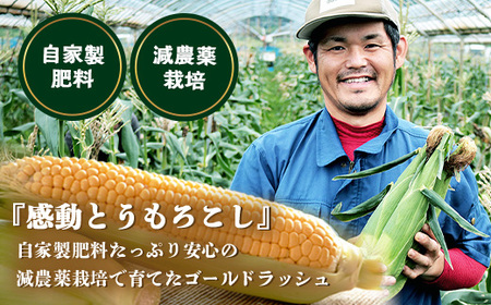 【数量限定】 【先行予約・2026年5月~】感動とうもろこし ( 約4kg / 10~13本 ) FR-521 |野菜 やさい とうもろこし ゴールドラッシュ トウモロコシ 新鮮 産地直送 先行予約 数量限定 4kg