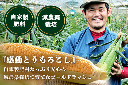 【数量限定】 【先行予約・2026年5月～】感動とうもろこし  ( 約8kg / 20～26本 ) FR-522｜野菜 やさい とうもろこし ゴールドラッシュ トウモロコシ 新鮮 産地直送 先行予約 数量限定 8kg 