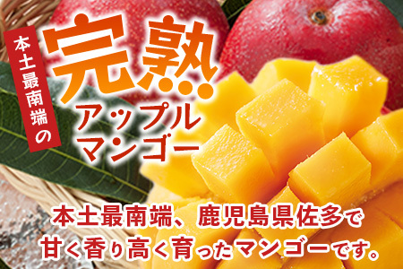 ≪先行予約・数量限定≫ ☆本土最南端☆佐多の果樹園で育てた 完熟アップルマンゴー 約1kg (2～3玉) 【2026年7月上旬以降順次発送】｜鹿児島県 南大隅 産地直送 旬 マンゴー フルーツ 果物 くだもの  ST-7407
