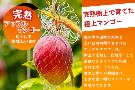 ≪先行予約・数量限定≫ ☆本土最南端☆佐多の果樹園で育てた 完熟アップルマンゴー 約1kg (2～3玉) 【2026年7月上旬以降順次発送】｜鹿児島県 南大隅 産地直送 旬 マンゴー フルーツ 果物 くだもの  ST-7407