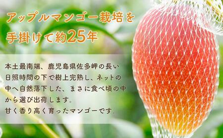 訳あり マンゴー 先行予約 佐多の果樹園で育てた 完熟アップルマンゴー 1kg (2～3玉) 家庭用 【 マンゴー マンゴー マンゴー マンゴー マンゴー 】