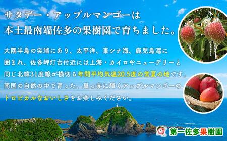 訳あり マンゴー 先行予約 佐多の果樹園で育てた 完熟アップルマンゴー 1kg (2～3玉) 家庭用 【 マンゴー マンゴー マンゴー マンゴー マンゴー 】