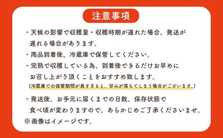 訳あり マンゴー 先行予約 佐多の果樹園で育てた 完熟アップルマンゴー 1kg (2～3玉) 家庭用 【 マンゴー マンゴー マンゴー マンゴー マンゴー 】