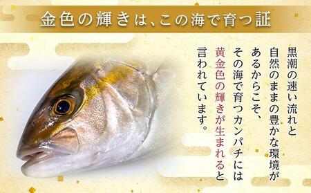 【ねじめ黄金カンパチ】フィレ 1枚 カンパチ 片身分 ( 約1,250g × 1枚 ) 着日指定可 | かんぱち 勘八 産地直送 冷蔵 刺身 カンパチ 美味しい 魚