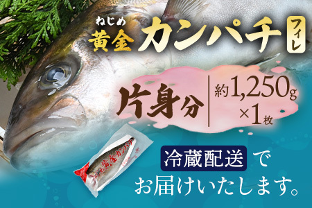 【配送日指定可能】鹿児島 ねじめ黄金カンパチ フィレ 片身分（約1,250g×1枚） 冷蔵便 JF-508 | 魚 直送 養殖 根占 さかな 身が引き締まった かんぱち 漁師 刺身 寿司 しゃぶしゃぶ ぷりぷり食感 鹿児島県 南大隅町 ねじめ漁業協同組合