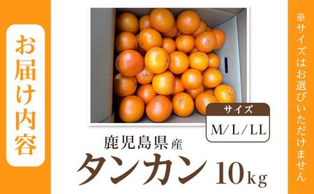 ≪2025年2月下旬以降発送≫ 先行予約 たんかん 10kg (サイズおまかせ) | 南大隅町産の特産品 たんかん 数量限定 たんかん フルーツ 柑橘 たんかん ご家庭用 たんかん