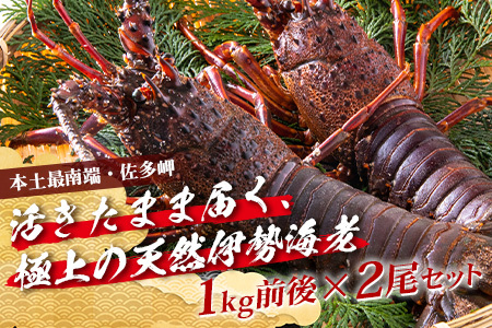 【先行予約】天然 活 伊勢海老 約1kg 2～3尾 ≪2025年11月下旬頃～2025年12月下旬頃順次発送予定≫  AB-501｜国産 えび 活イセエビ 伊勢エビ 常温